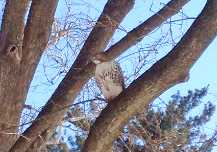 A red-tailed hawk perches on a tree on the Oval. Credit: Lee Mcclory / Lantern reporter
