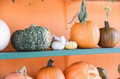 A variety of pumpkins sit on a shelf at a pumpkin patch