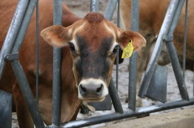 a cow looking through a fence