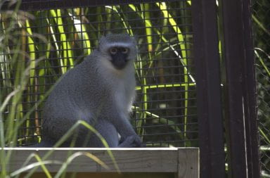 A vervet monkey in its habitat at the Columbus Zoo Sept. 2. Credit: Logan Nowlin | Lantern Reporter