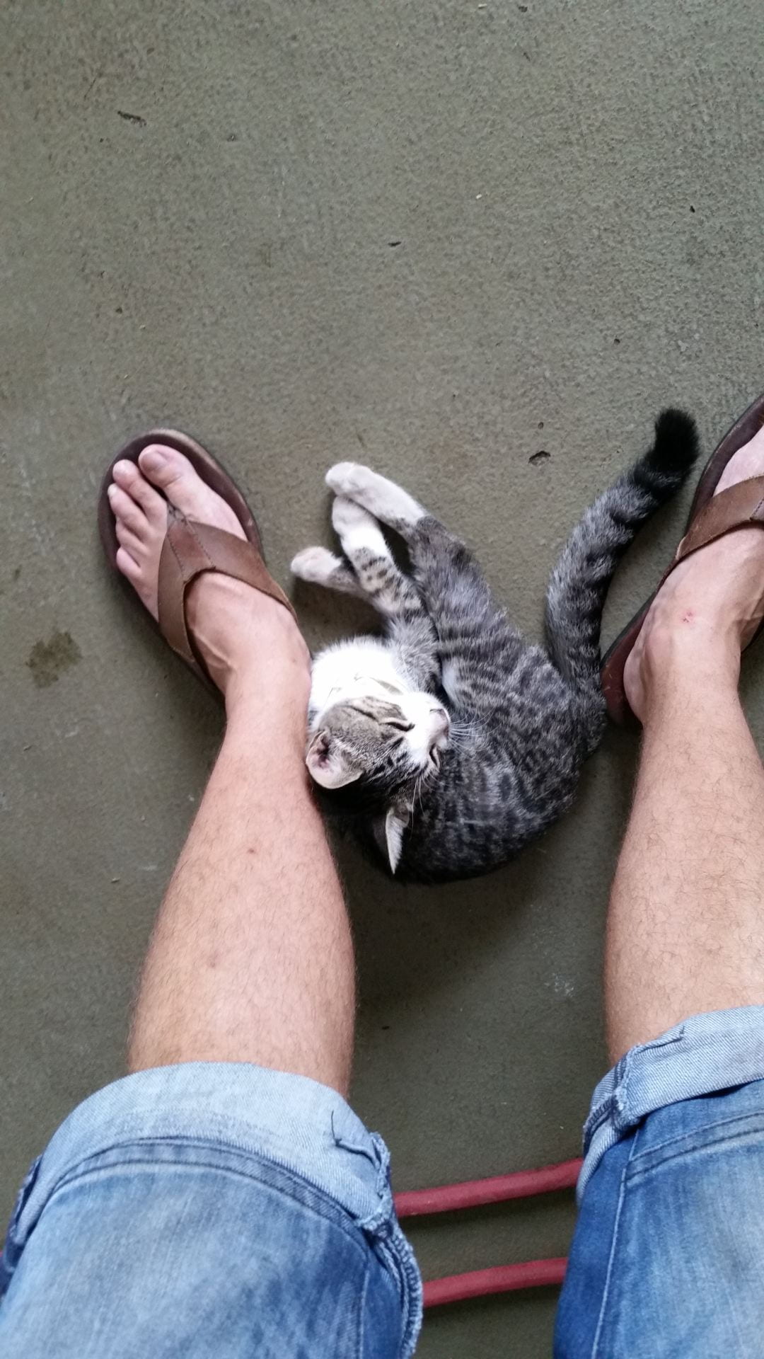 Horatio, also known as "Assistant Manager Cat," making himself comfortable between Seventh Son brewmaster Colin Vent’s feet during his first day at the brewery on Aug. 30, 2014. Credit: Colin Vent