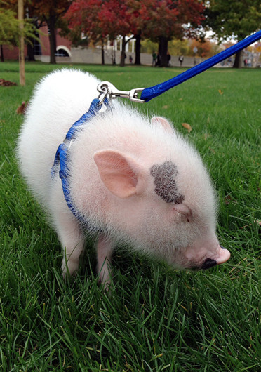 Calvin, a 7-pound teacup potbelly pig, poses for photos on the Oval. Credit: Andrea Henderson / Asst. multimedia editor