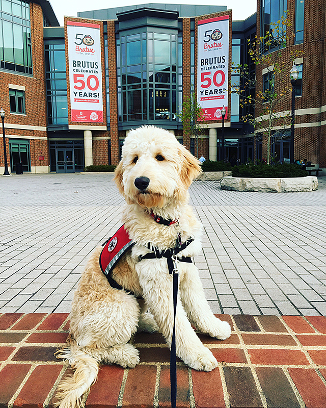 Tadashi, one of Lynn Agee's service dog in training, sits outside the Ohio Union. Credit: Lynn Agee
