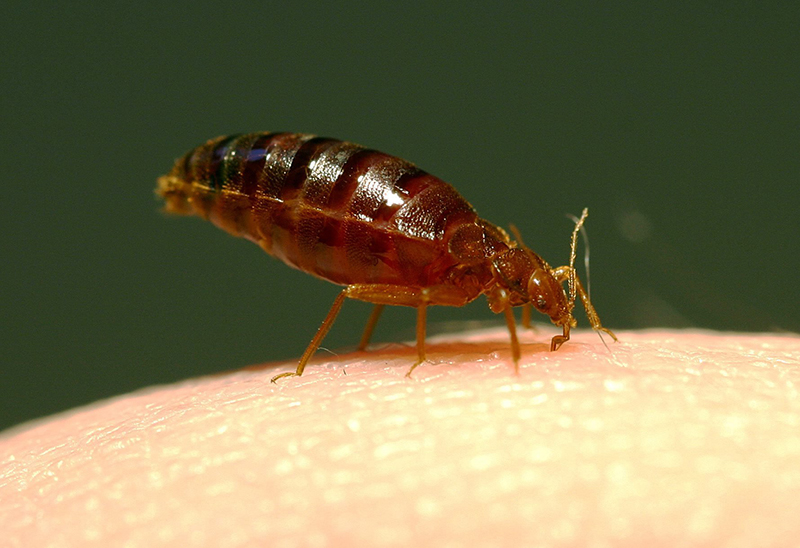 Bed Bugs can be a major issue for those who don't take care of their mattress and sheets. Credit: Courtesy of TNS