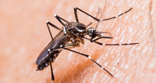 Zika virus is primarily spread through mosquitoes. (Photo courtesy Fotolia/TNS)