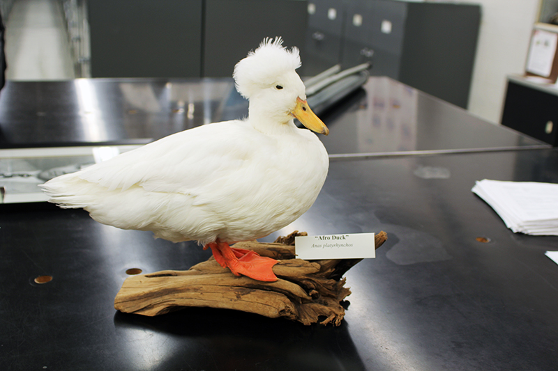 Afroduck’s final resting place is in the tetrapod collection at the Museum of Biological Diversity. The duck will be on display during the open house on April 23. Credit: Leah McClure | Senior Lantern reporter 
