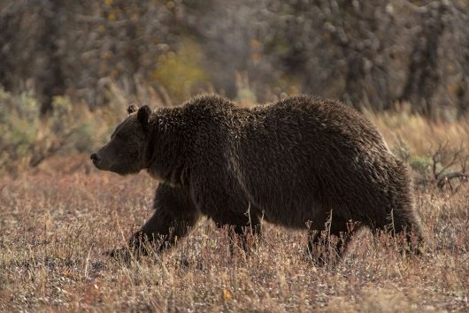 Grizzly 399 walks through Yellowstone National Park. Credit: Courtesy of